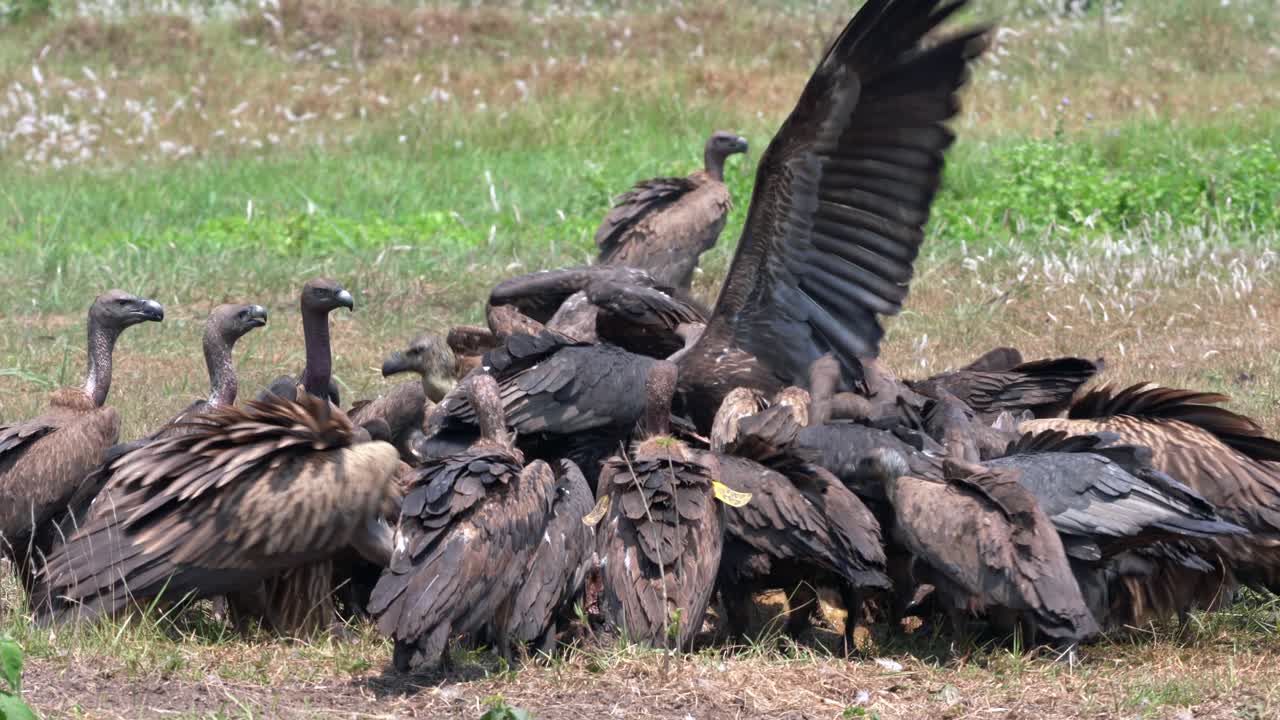 un grupo de grandes buitres del himalaya festejando con el cadáver de una vaca muerta