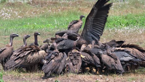 a group of large himalayan vultures feasting on the carcass of a dead cow