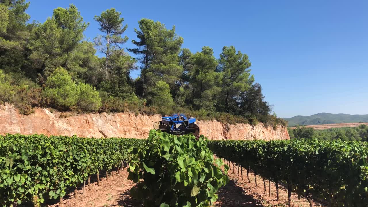 Rear view of a grape harvester working in a vineyard using vine training systems