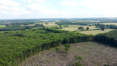 4K-drone-video-revealing-deforestation-in-UK