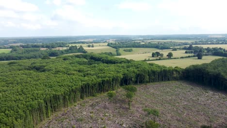 video de dron de 4k que revela la deforestación en el reino unido
