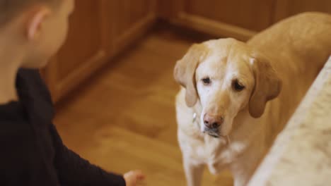 a dog licking food off of a little boy's hands in the kitchen