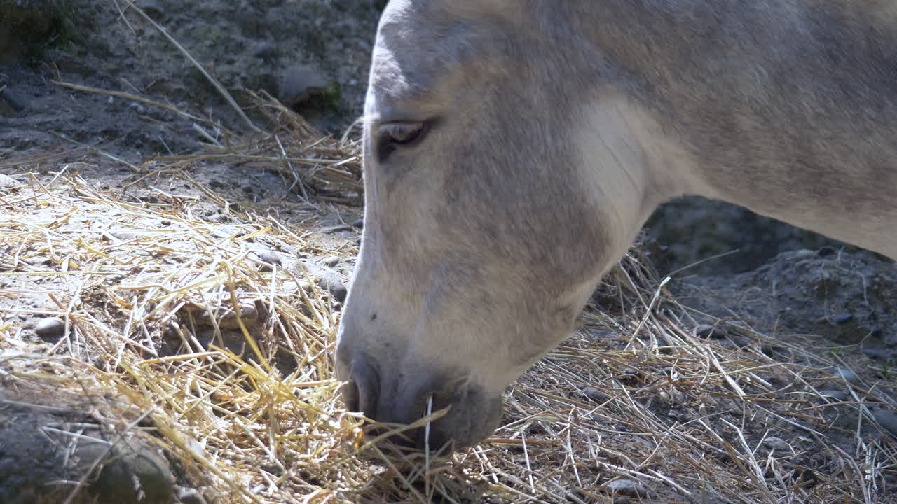 burro dulce feliz comiendo heno fresco en una granja durante el día soleado, cerrar