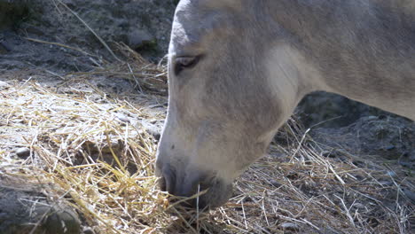 happy sweet donkey eating fresh hay on a farm during sunny day,close up