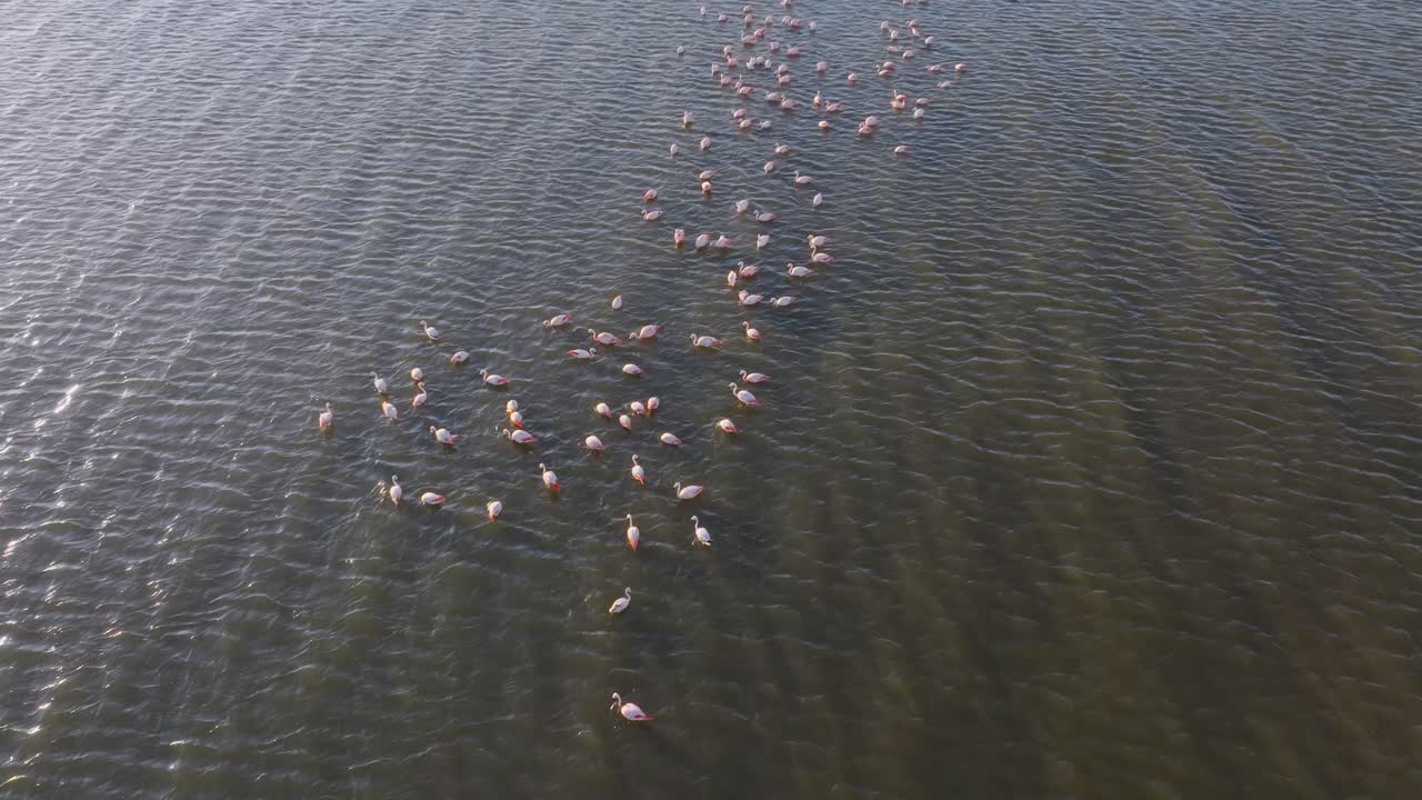 Aerial fly flamingos in a Lake, group of birds swim together reflected water landscape of Epecuén