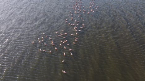 aerial fly flamingos in a lake, group of birds swim together reflected water landscape of epecuén