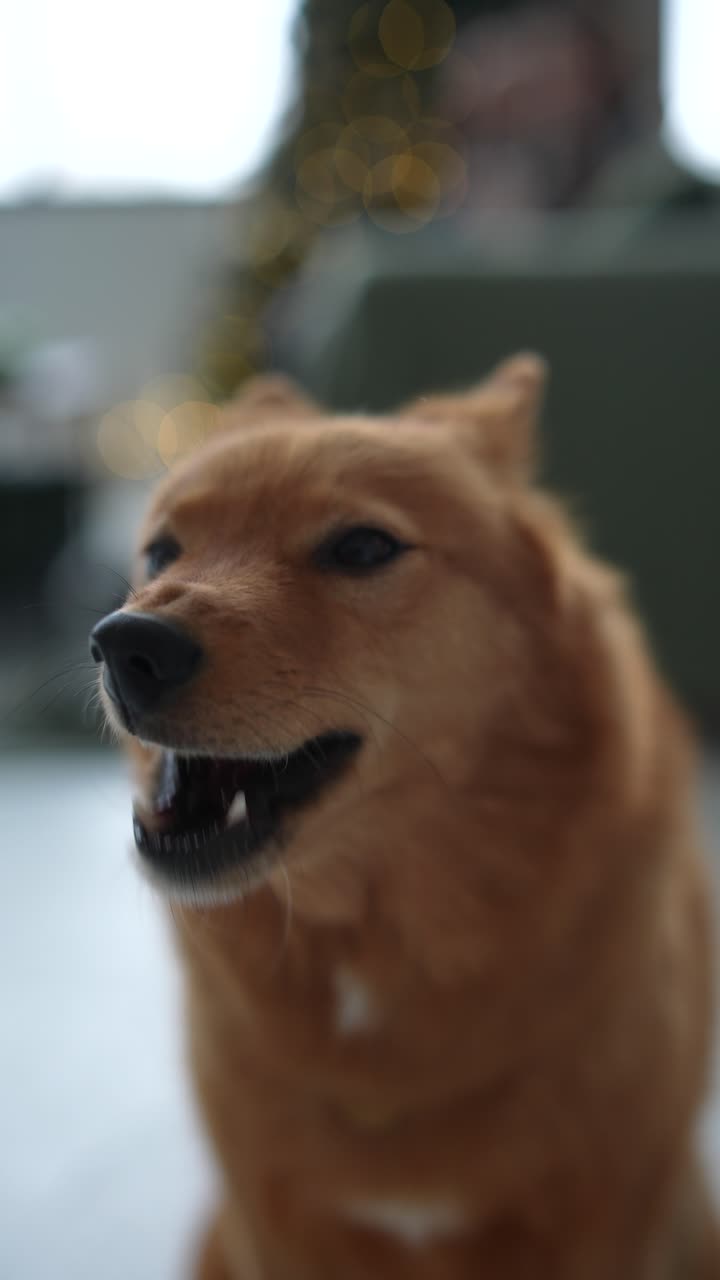 Finnish Spitz Dog in Front of Blurred Christmas Background
