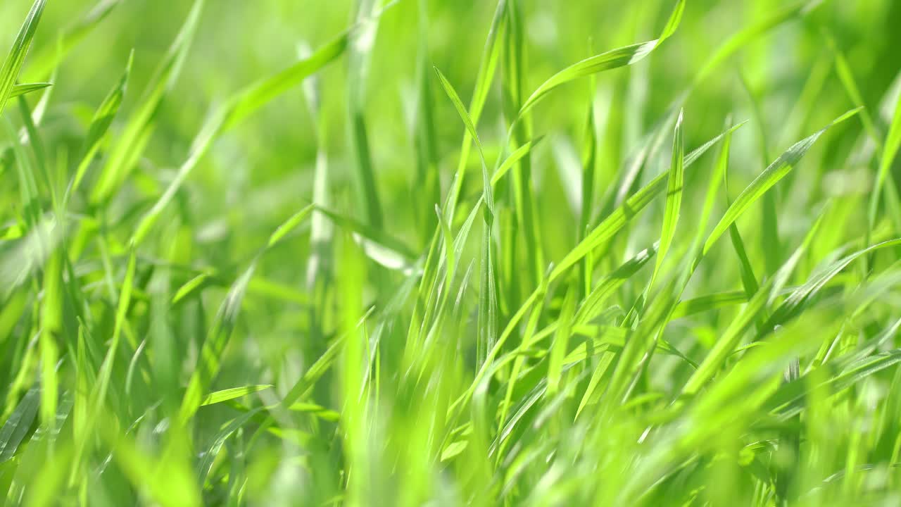 Closeup of green grass in a garden on a bright sunny day
