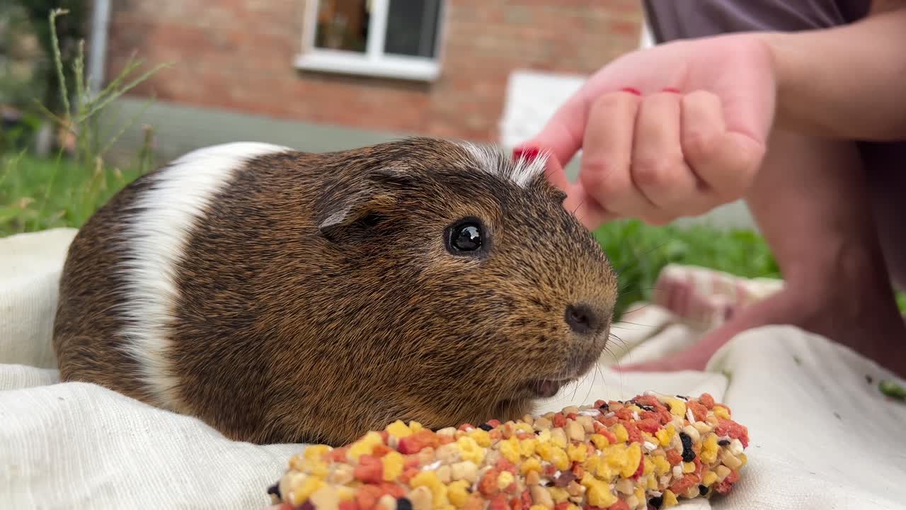 아이가 야외에서 기니피그와 상호 작용하고 있습니다.