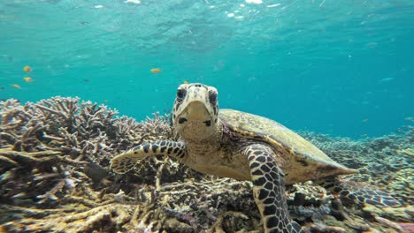 An-underwater-close-up-of-a-hawksbill-sea-turtle's-beak-and-head