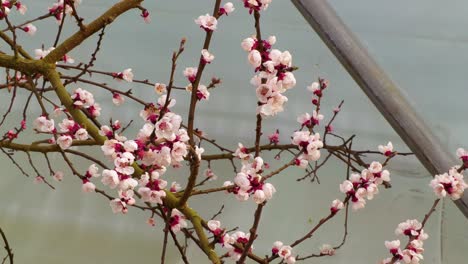 Grapes-for-wine-production-in-Ireland-flowering-in-a-plastic-greenhouses-in-North-Dublin