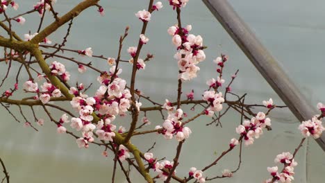grapes for wine production in ireland flowering in a plastic greenhouses in north dublin