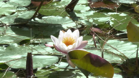 beautiful white water lily in a pond