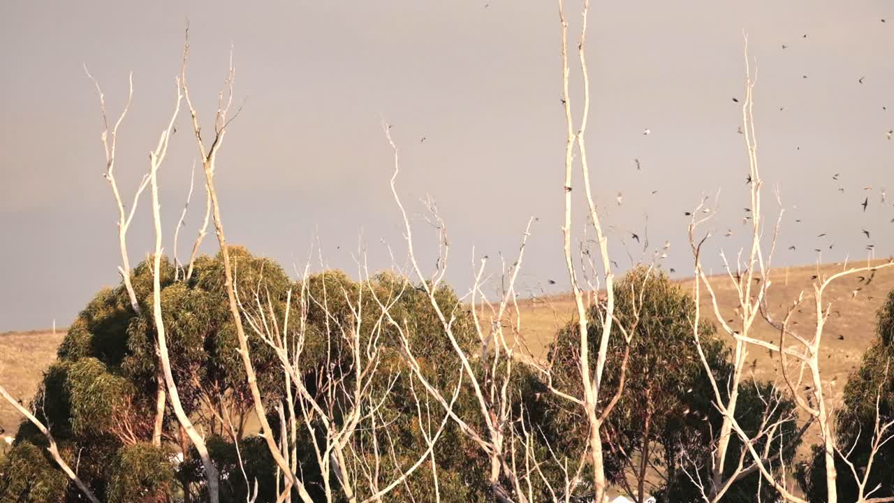 Un enorme stormo di rondini che si raduna e vola sopra le cime degli alberi durante l'ora d'oro