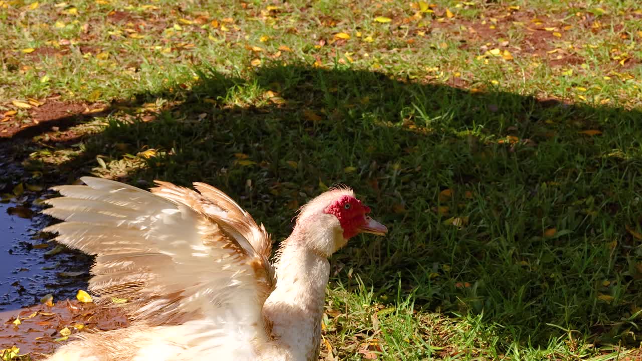 Un'anatra muta sbatte le ali energicamente in una giornata di sole a Byron Bay, creando un movimento dinamico contro uno sfondo erboso.