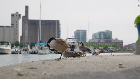 Grupo-De-Gansos-De-Canadá-Encaramados-En-La-Costanera-De-La-Marina-En-Toronto