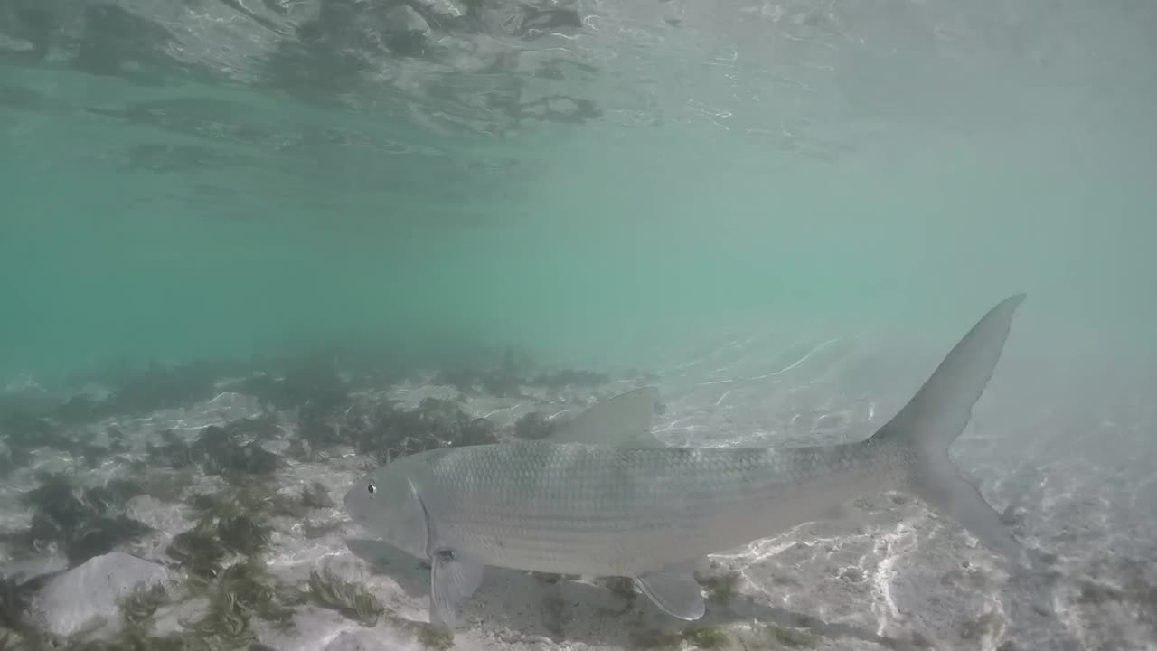 Tarpon Swimming in Shallow Water
