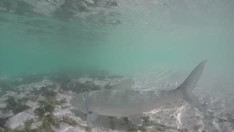 tarpon swimming in shallow water