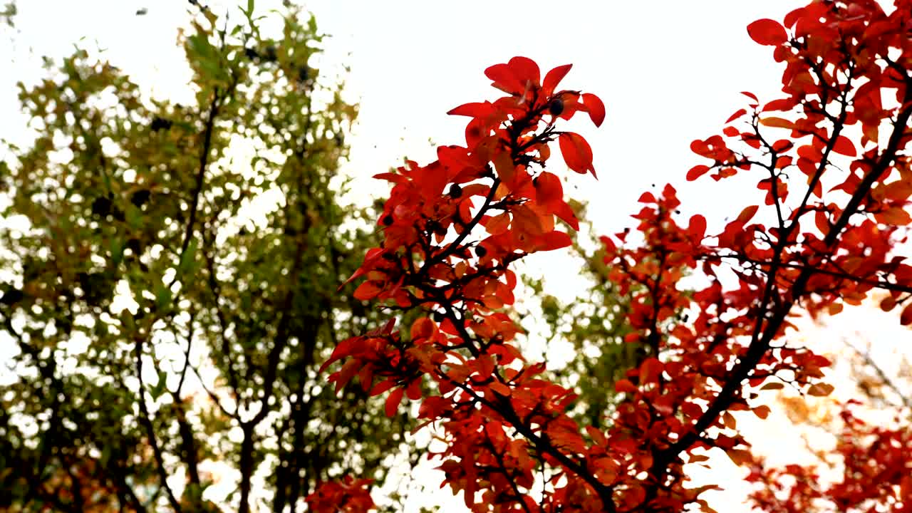 las hojas rojas y las bayas maduras negras del chokeberry negro en la rama se balancean en el viento bajo el cielo de otoño