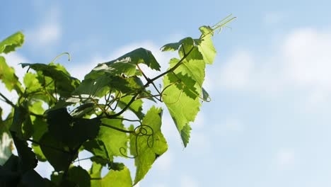 Weinbergzweig-Mit-Grünem-Blatt-Und-Blauem-Himmelshintergrund-In-Galizien