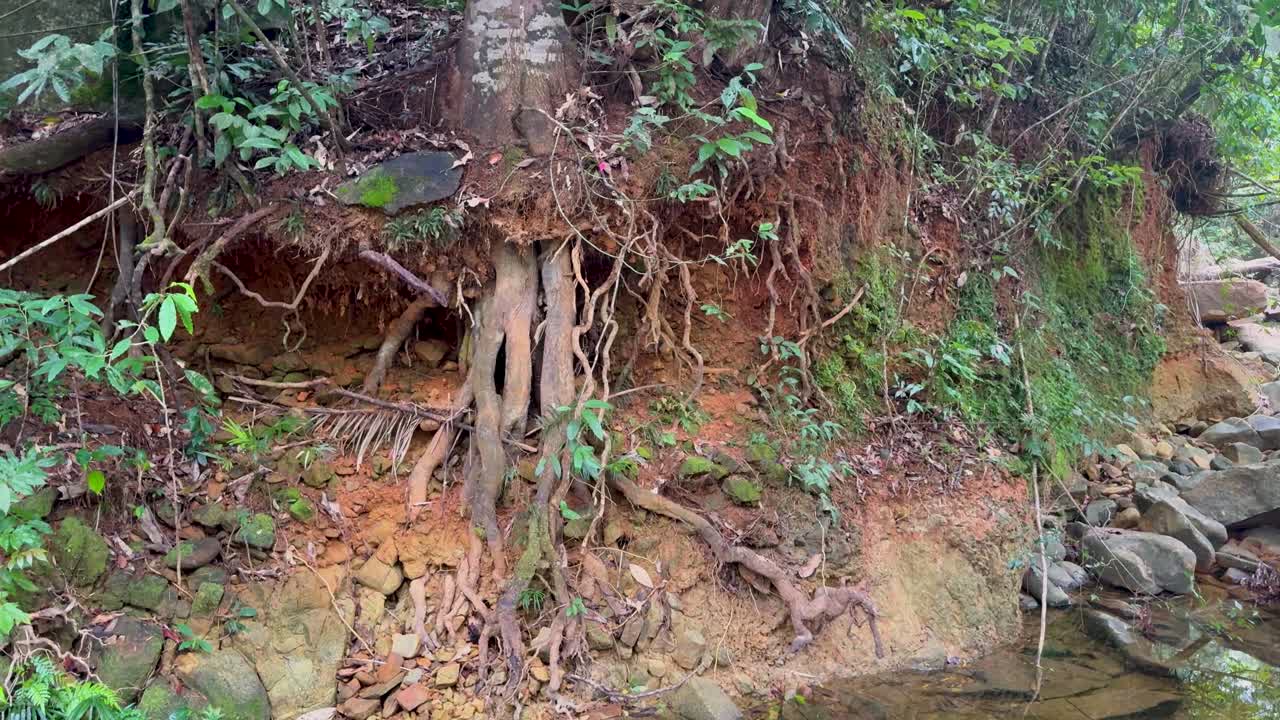 Exposed tree roots and clear water in a lush rainforest setting, showcasing natural erosion and vibrant greenery