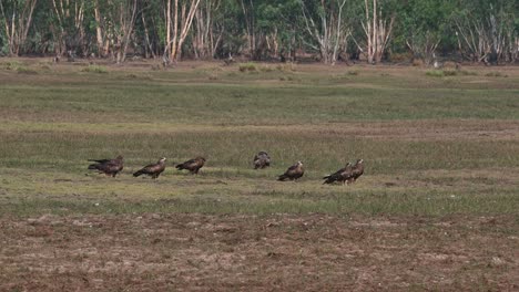 Black-eared-Kite-Milvus-lineatus-a-flock-of-Kites-seen-on-the-grass-from-a-distance-while-others-flyby-in-Pak-Pli,-Nakhon-Nayok,-Thailand