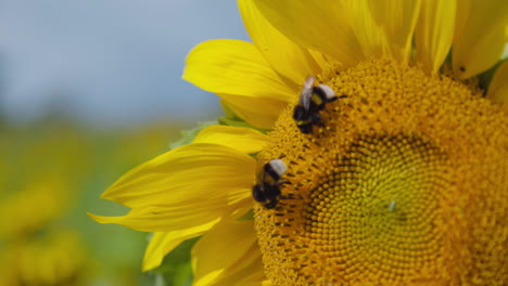 Ein-Süßes-Und-Flauschiges-Hummelpaar-Sammelt-Nektar-Von-Einer-Gelben-Sonnenblume-Auf-Einer-Schwedischen-Wiese,-Umgeben-Von-Tonnen-Anderer-Köstlicher-Sonnenblumen