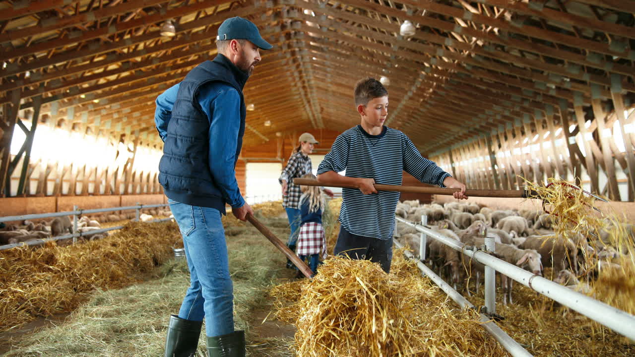 семья фермеров убирает сено граблями для кормления скота овец в сарае