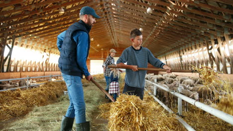 family of farmers cleaning hay with rakes to feed sheep cattle in a barn