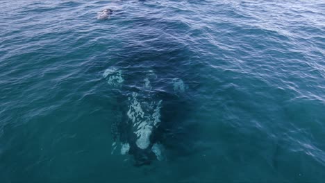 whales mother and calf swimming on the surface - aerial leading shot