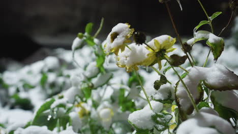 snow-covered yellow sunflowers with icicles hanging from petals, surrounded by frosted greenery under soft lighting, blurred building wall adds a rustic urban background