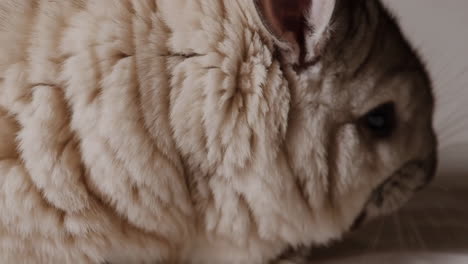 close-up of a chinchilla