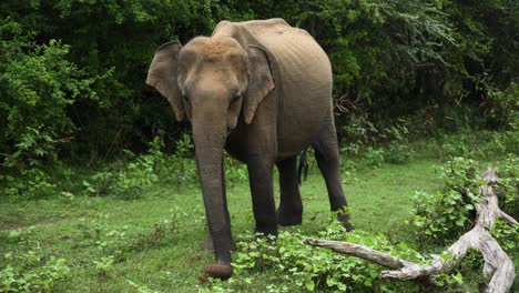 static shot of big elephant grapping with his trunk herbs from green land in jungle, sri lanka