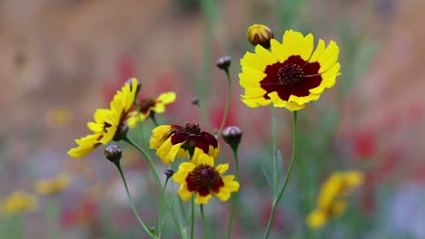 Blumengarten-Zeckensamen,-Goldener-Zeckensamen,-Gänseblümchen,-Coreopsis-Tictoria,-Fokussierung