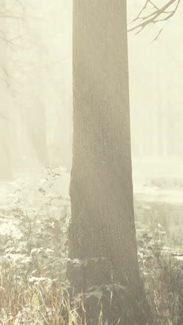 misty forest: a tranquil scene of a tree trunk in the fog