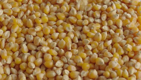 close up of raw corn kernels falling and piling up