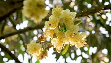 bees are picking up yellow durian buds in the morning durian garden