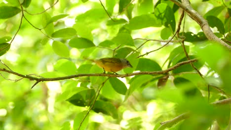 un pequeño pájaro limpiando y volando en la reserva de la selva tropical de gamboa, panamá, tiro medio estático