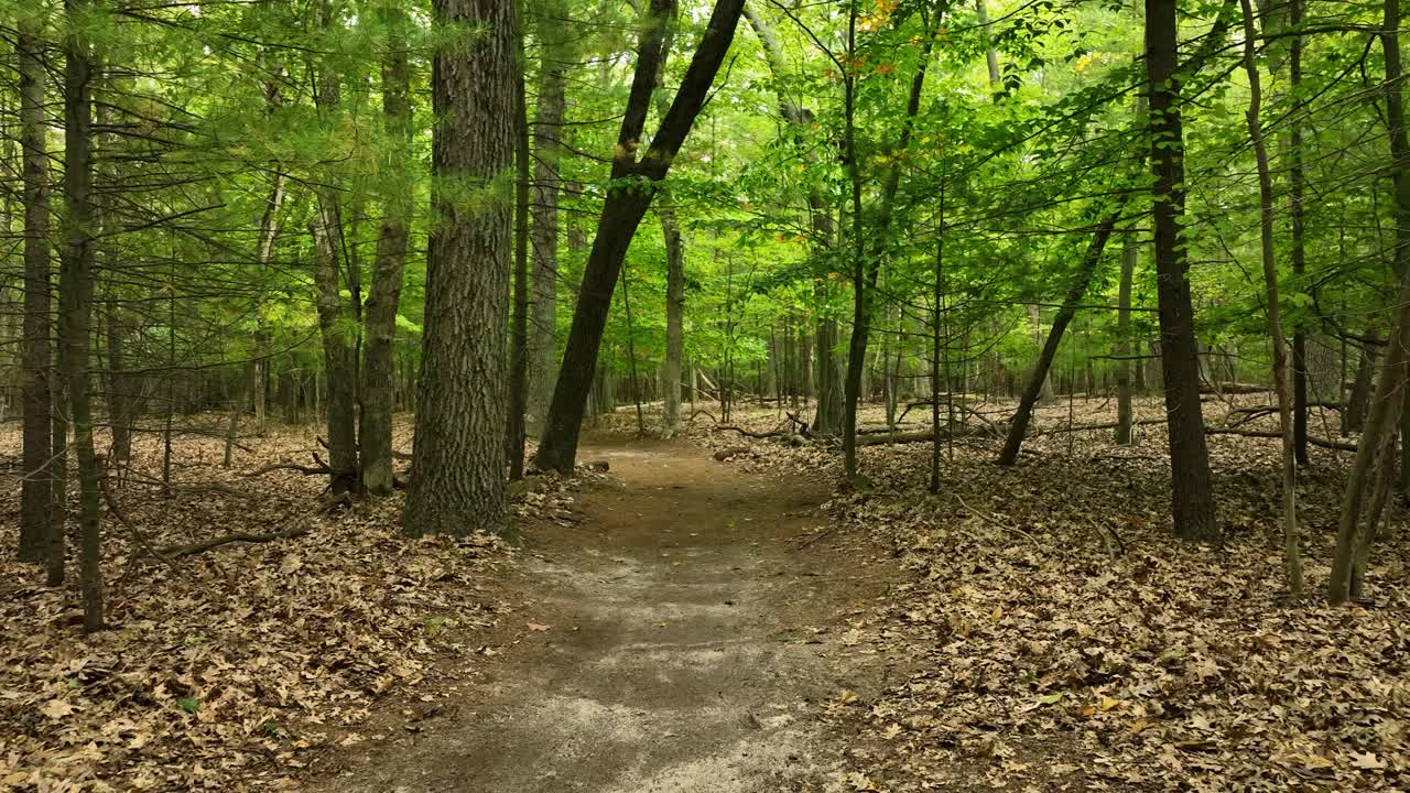 숲에서  ⁇ 고 뒤로 돌아다니며