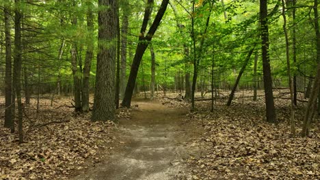 walking in the woods and dollying backwards