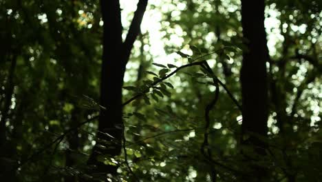 Light-flares-appearing-through-the-trees