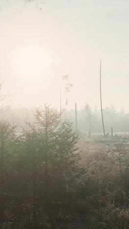 misty forest sunrise