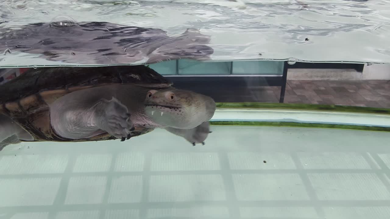 수족관 에서 물  에서 수영 하는 거북이