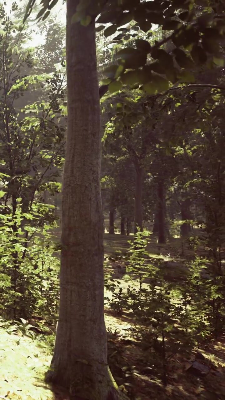 Scena boschiva con luce solare e alberi durante le ore diurne