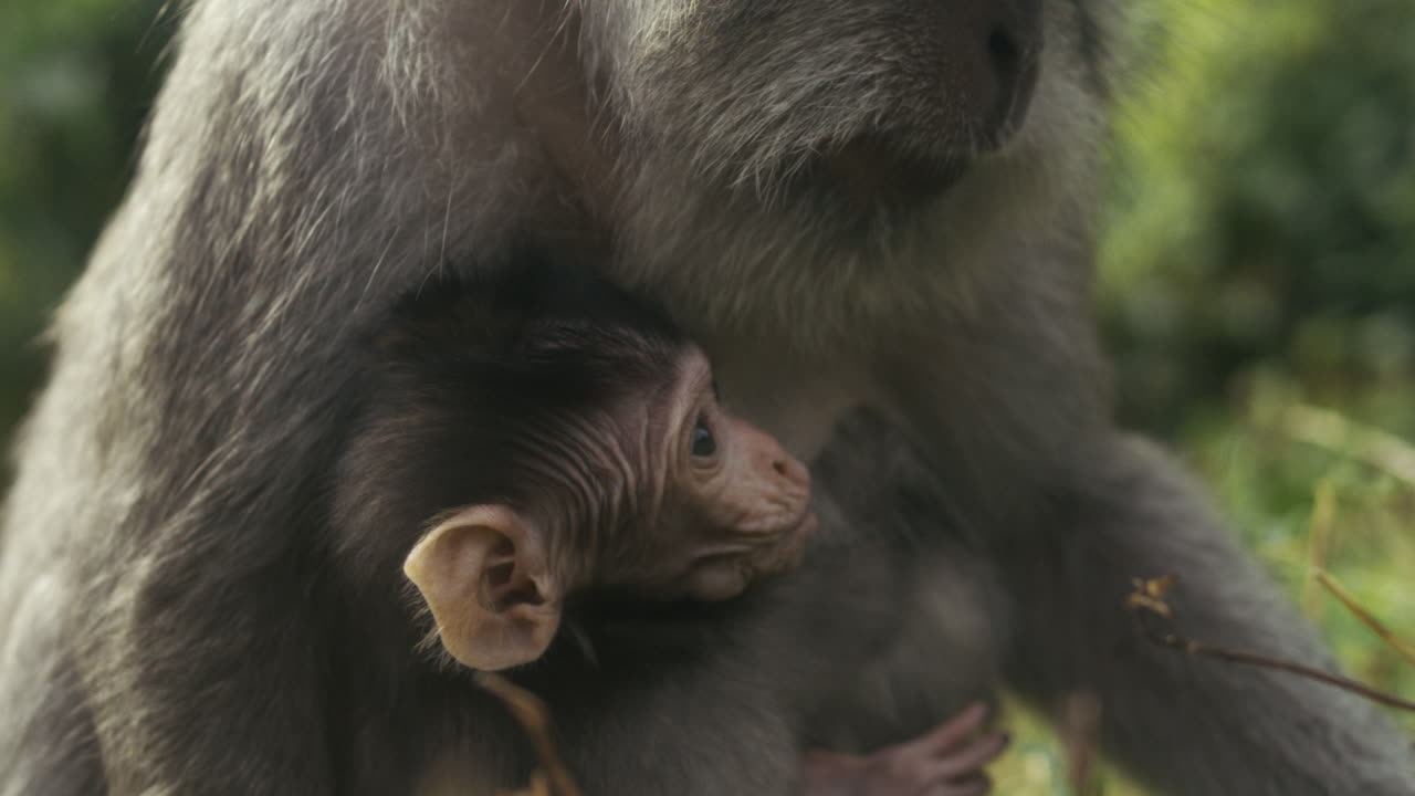 Monkey climbing in jungle, slow motion wildlife, Indonesia