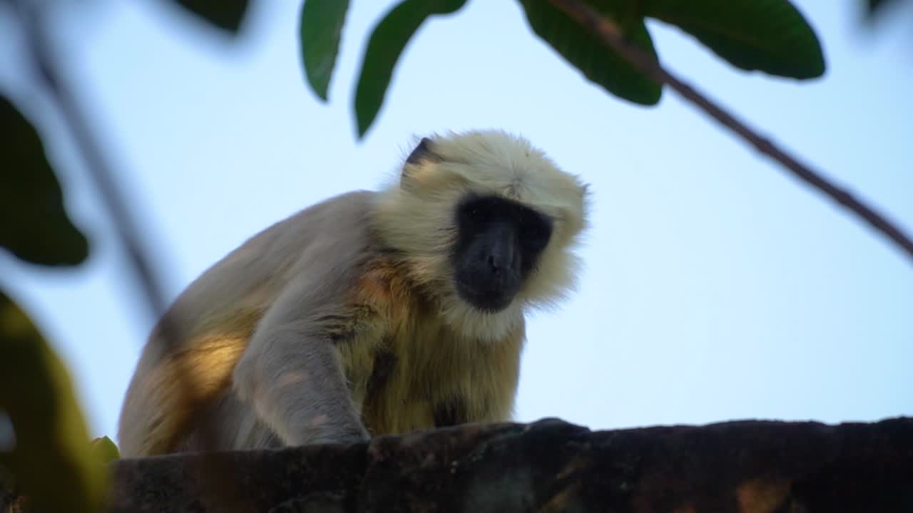 un langur travieso mirando desde el techo abierto a la cámara por curiosidad