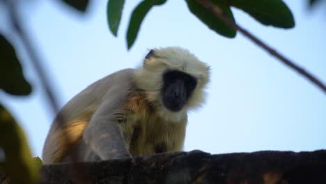 Ein-Schelmischer-Langur,-Der-Neugierig-Vom-Offenen-Dach-In-Die-Kamera-Starrt