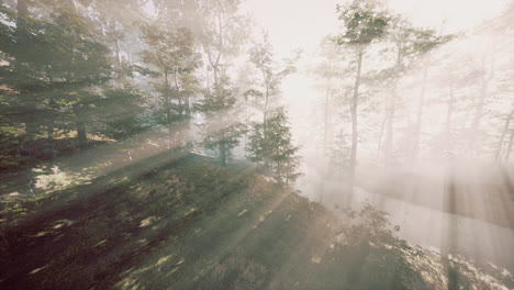 Mágico-Paisaje-Oscuro-Del-Bosque-Otoñal-Con-Rayos-De-Luz-Cálida