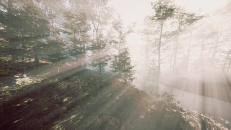 magic dark autumn forest scenery with rays of warm light