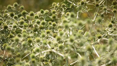 Big-prickly-thistle-bush-gently-sway-in-breeze,-shallow-focus